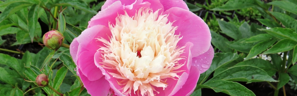Paeonia lactiflora banner